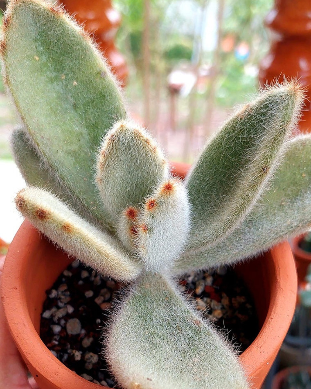Kalanchoe tomentosa 'Super Fuzzy'