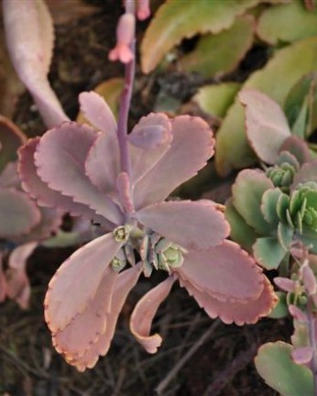 Kalanchoe waldheimii