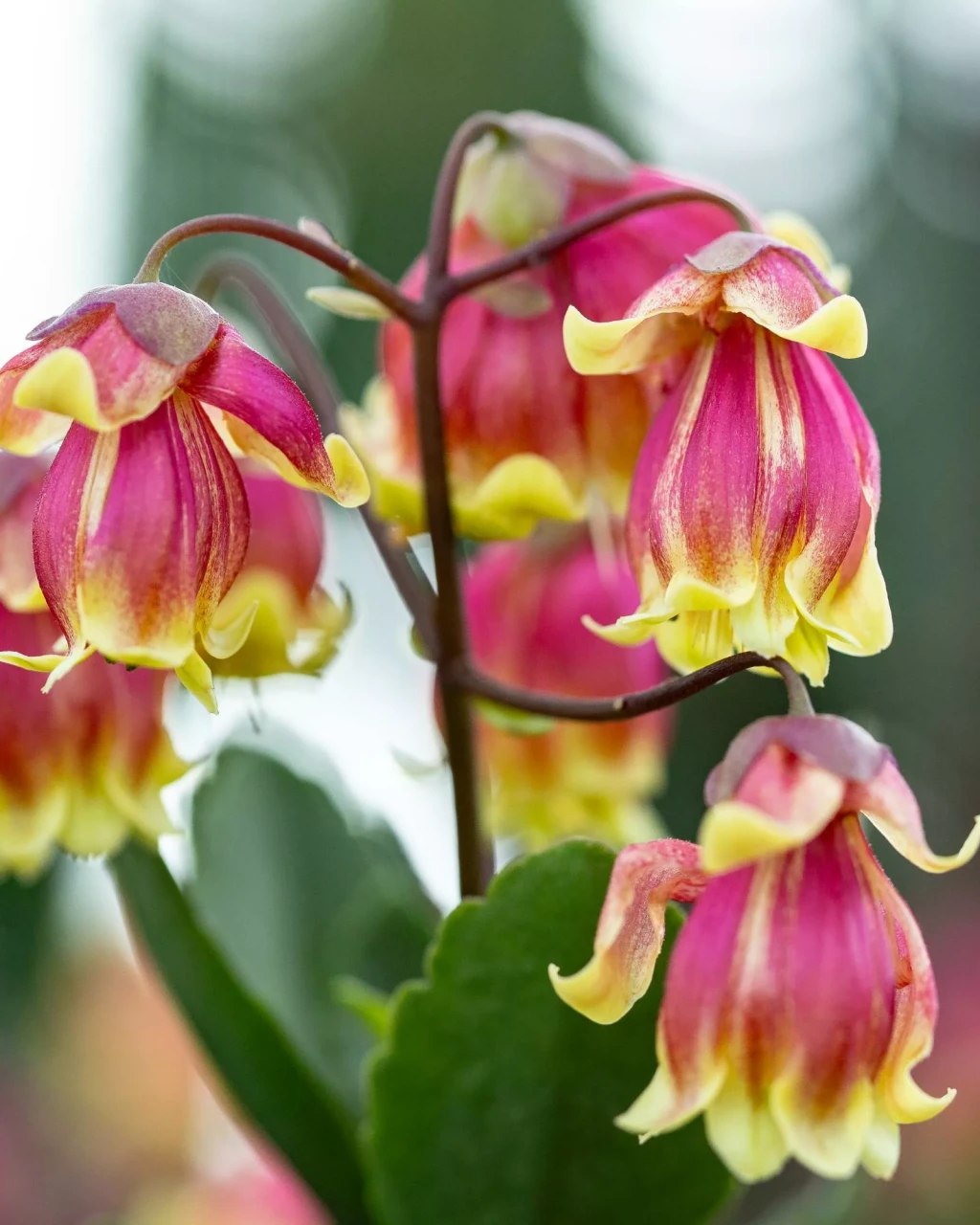 Kalanchoe 'Wendy'