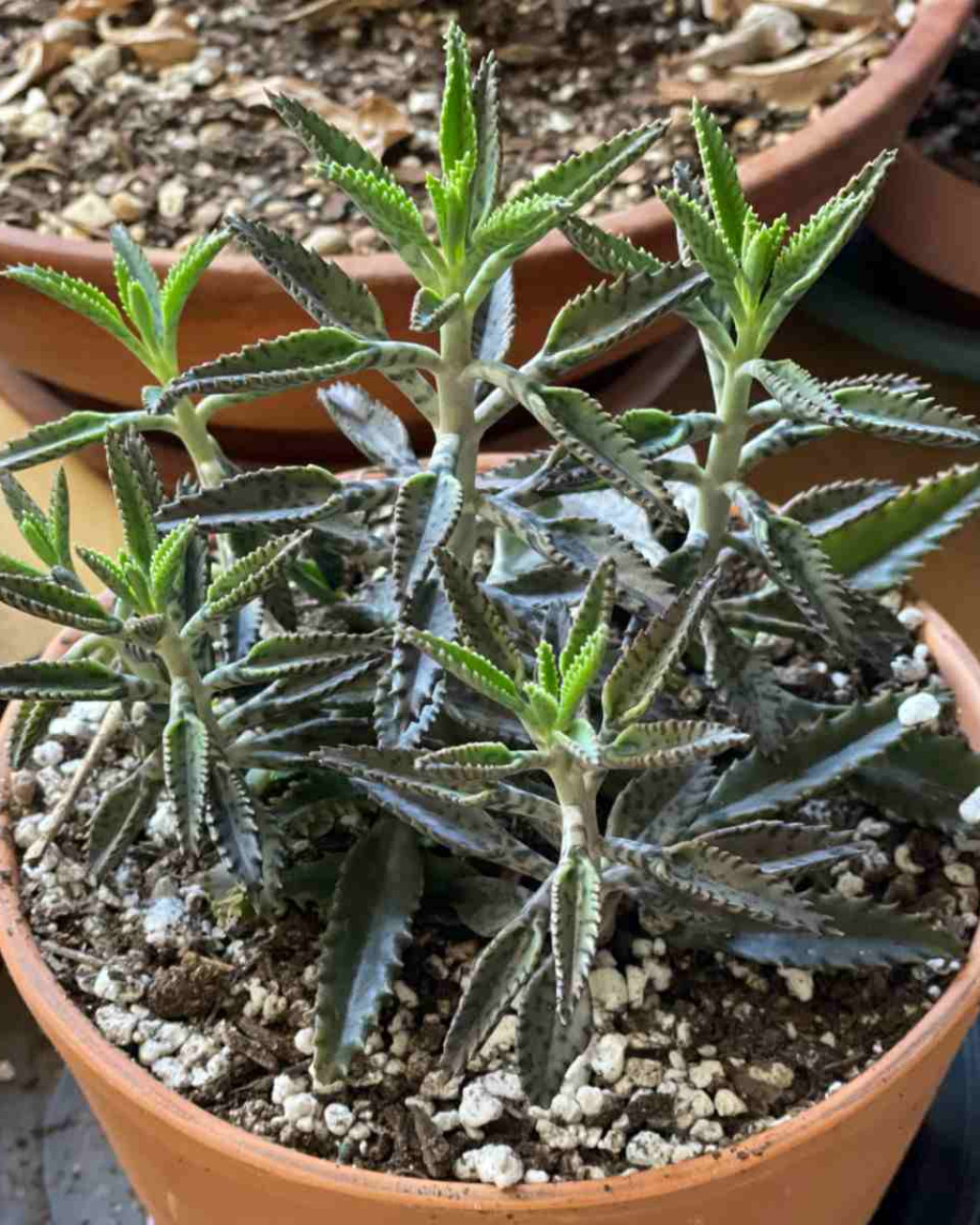 Kalanchoe x houghtonii