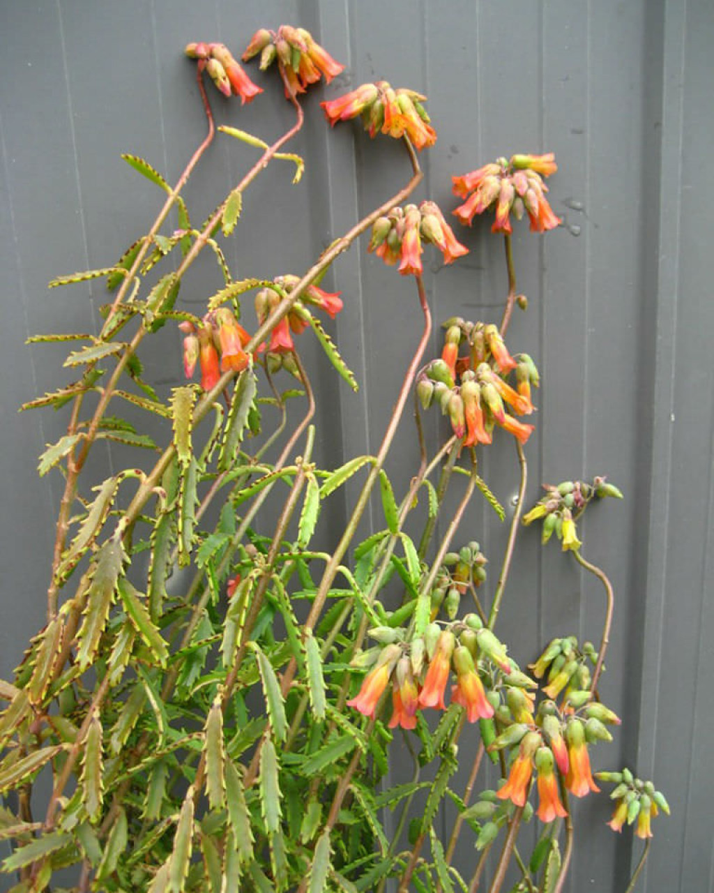 Kalanchoe x richaudii