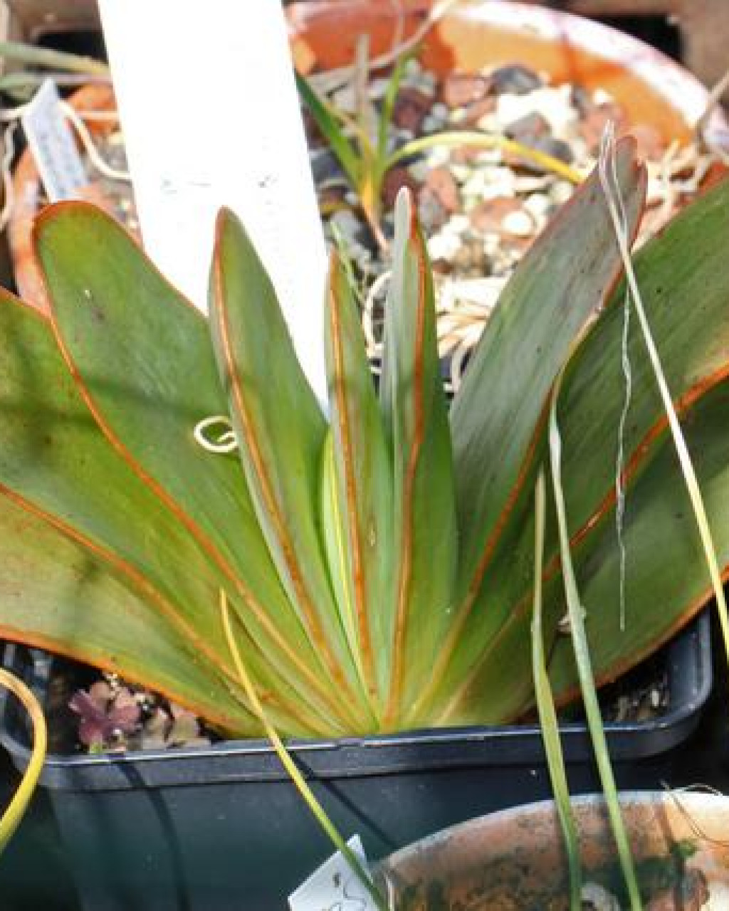 Kumara haemanthifolia