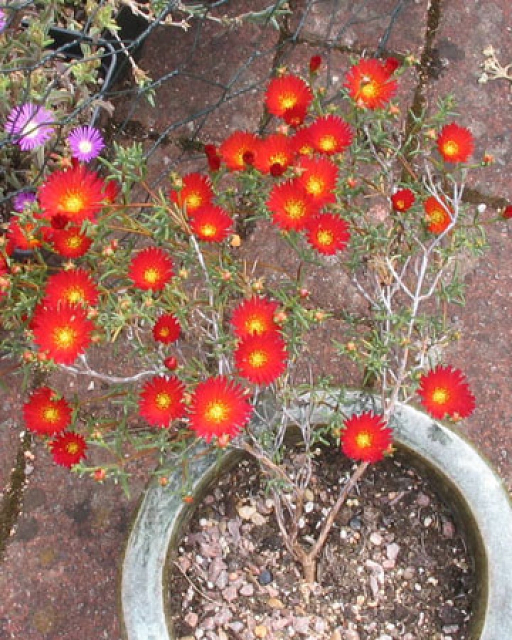 Lampranthus Brownii