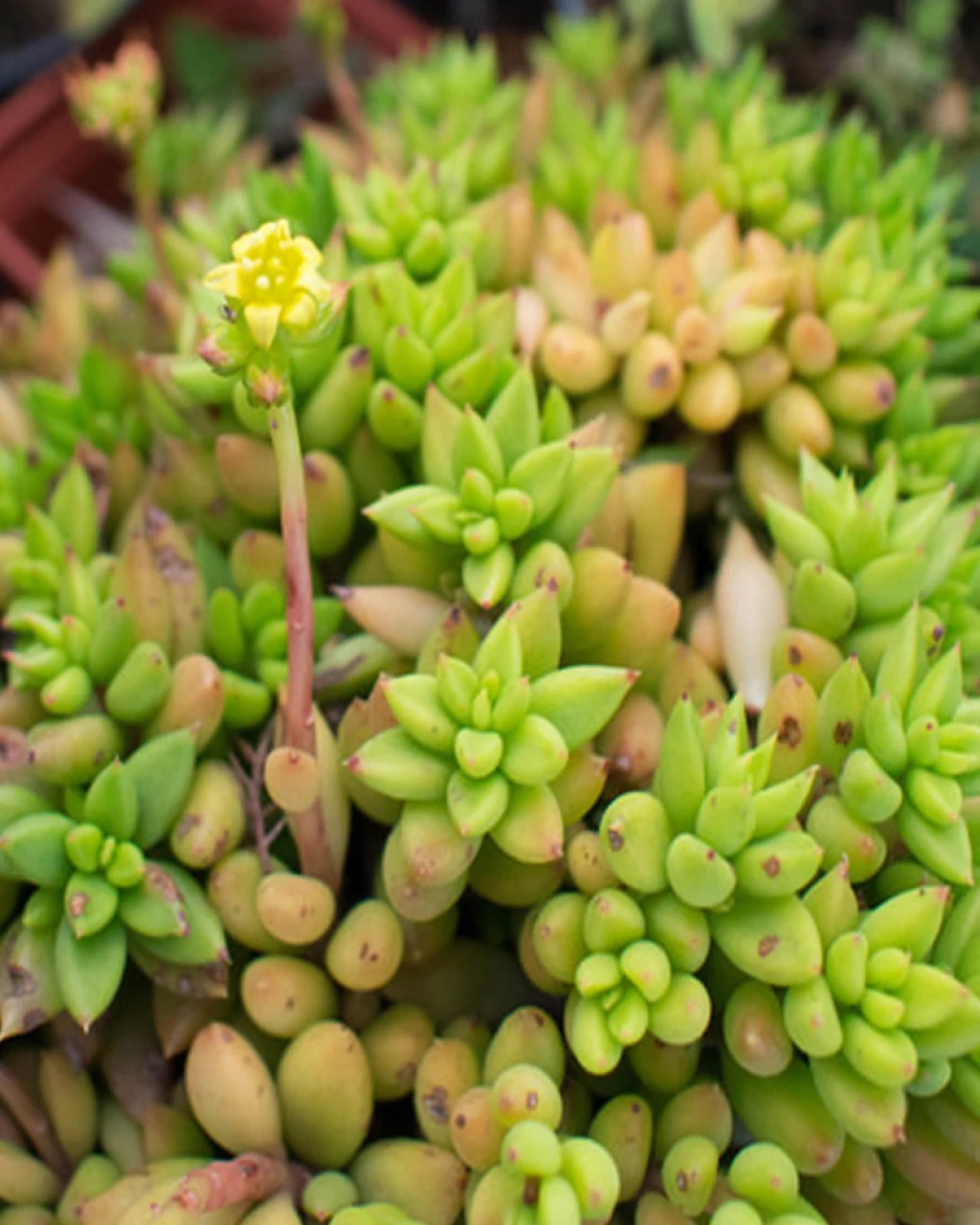 Lenophyllum acutifolium