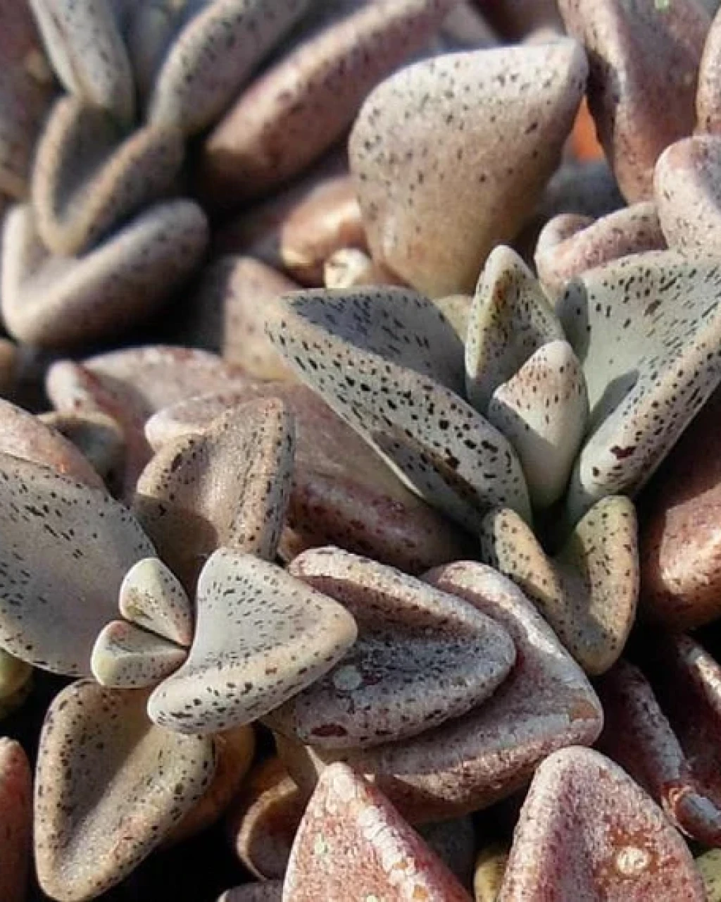 Lenophyllum guttatum