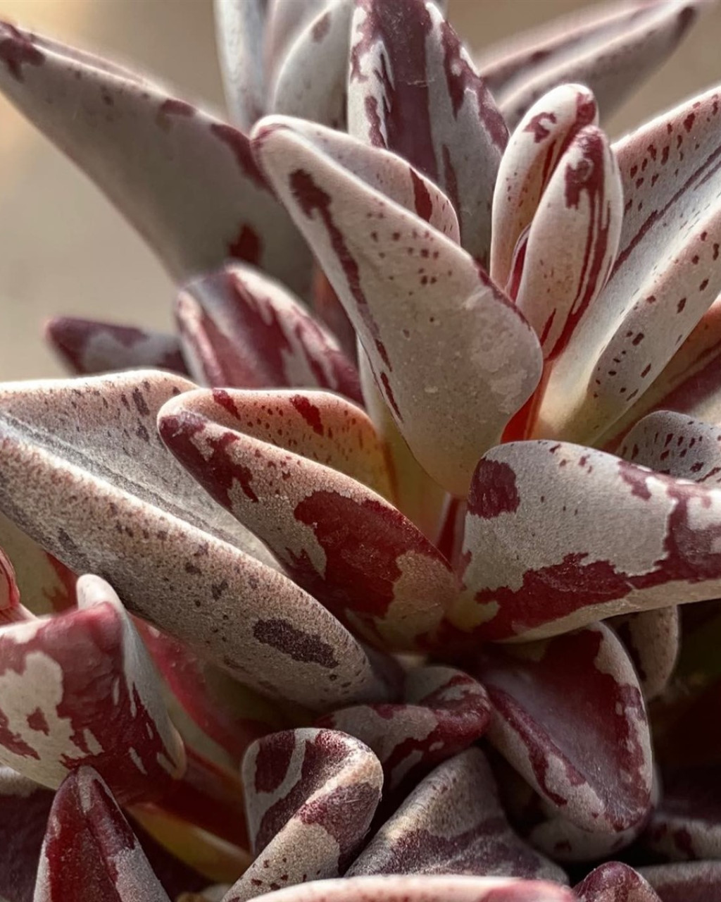 Lenophyllum guttatum 'Variegatum'