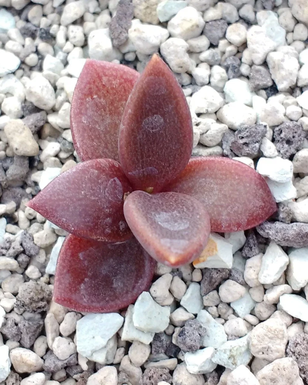 Lenophyllum latum