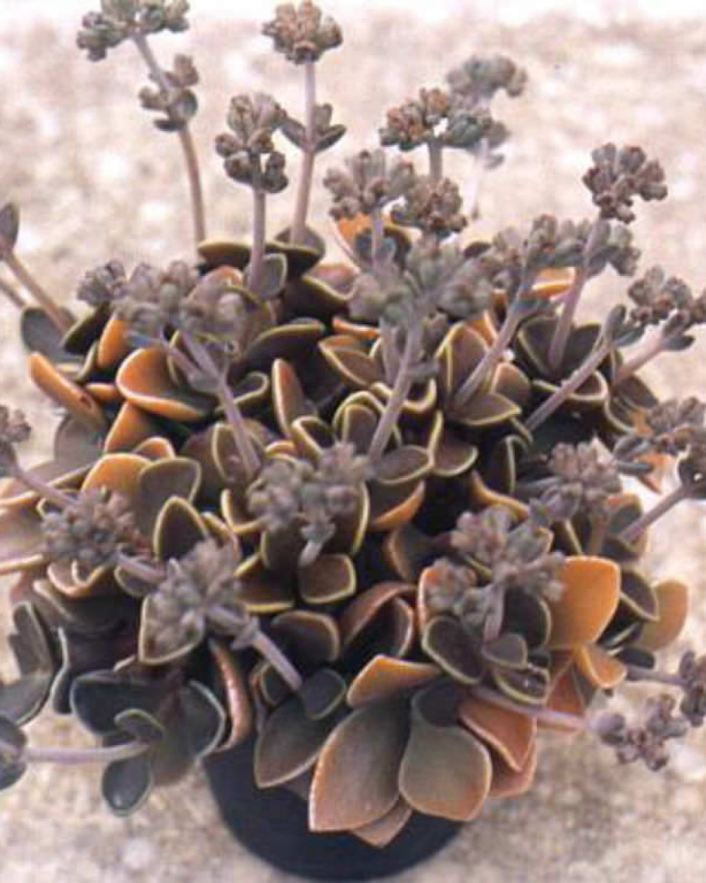 Lenophyllum obtusum