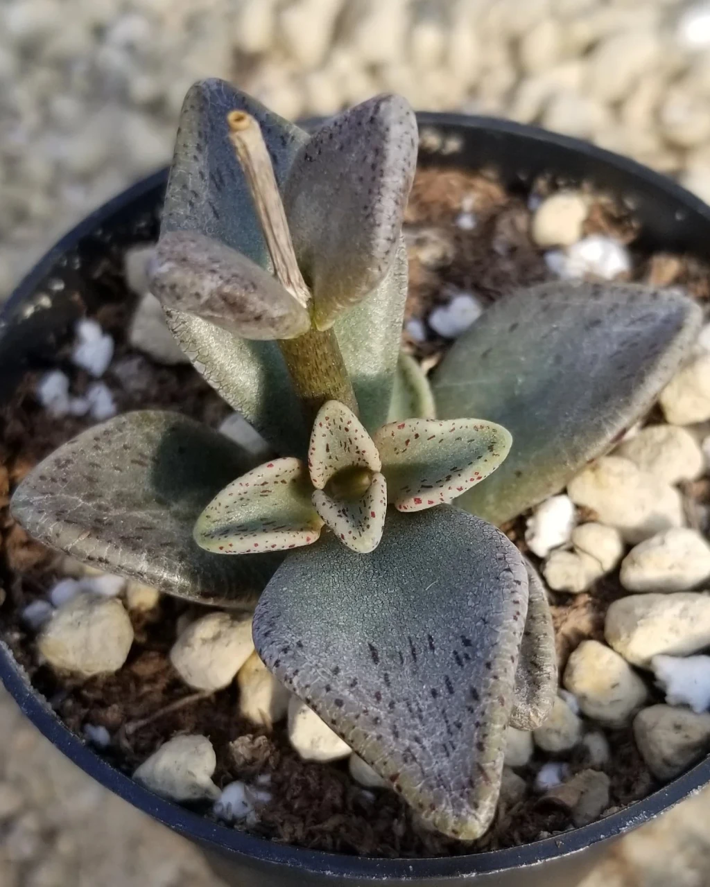 Lenophyllum reflexum