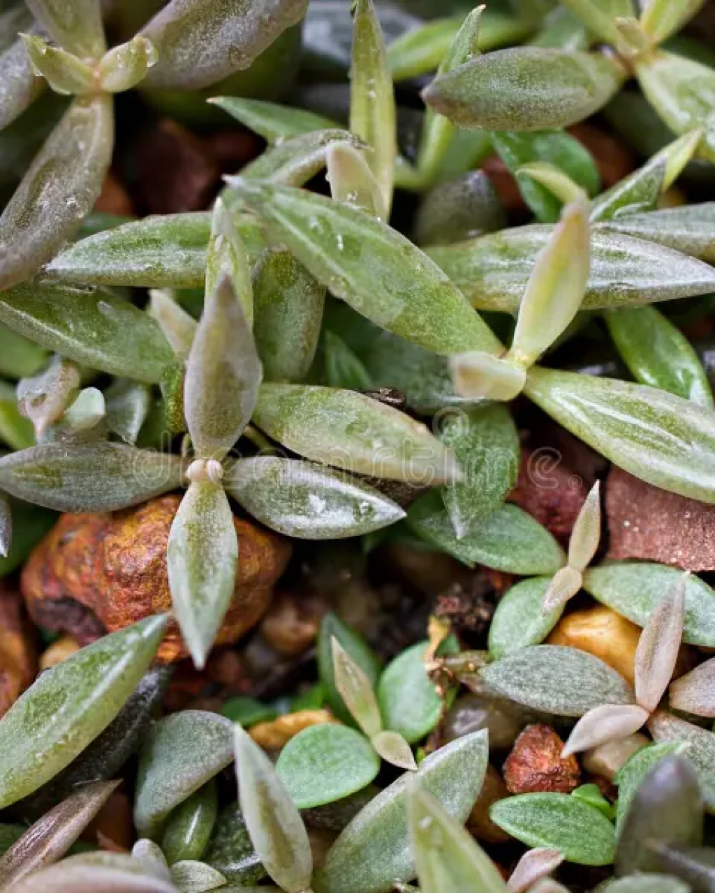 Lenophyllum texanum