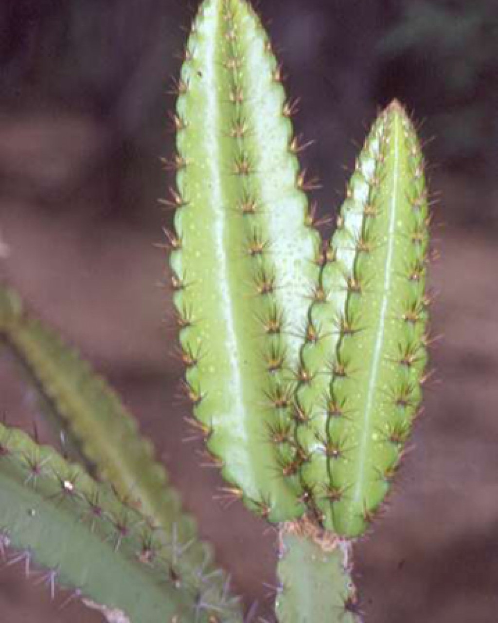 Leptocereus Paniculatus