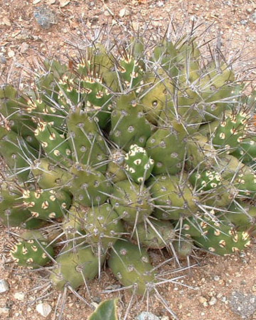 Maihueniopsis Darwinii