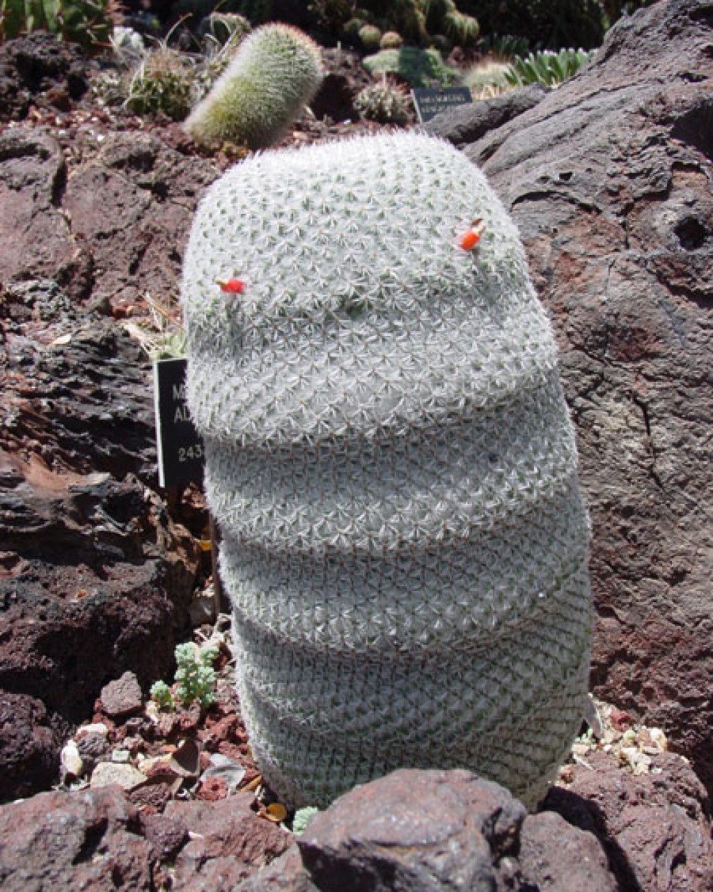 Mammillaria Albilanata