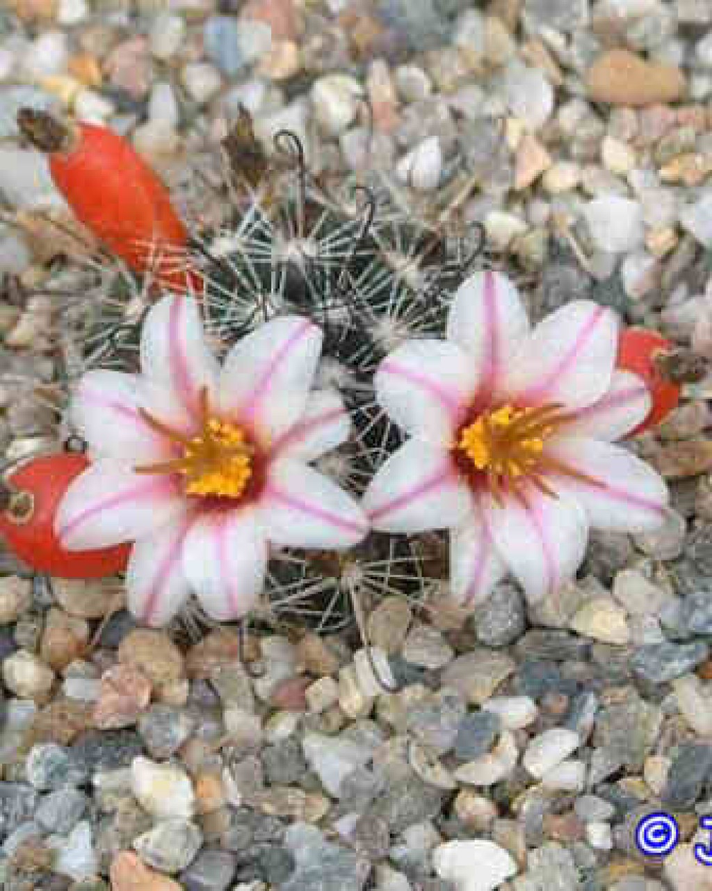 Mammillaria Goodridgei