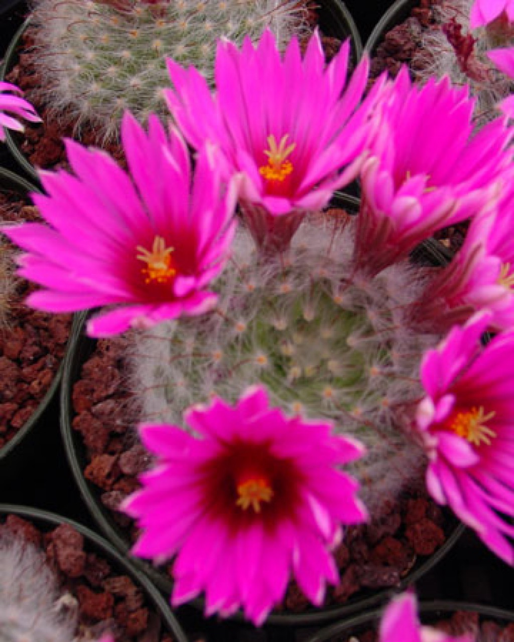 Mammillaria Guelzowiana