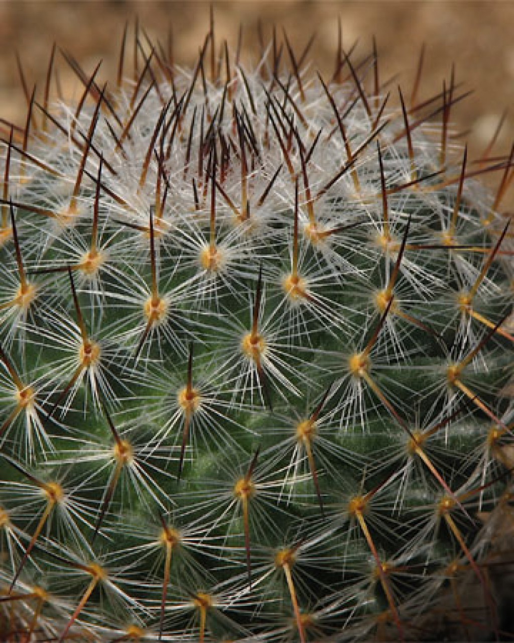 Mammillaria Halbingeri