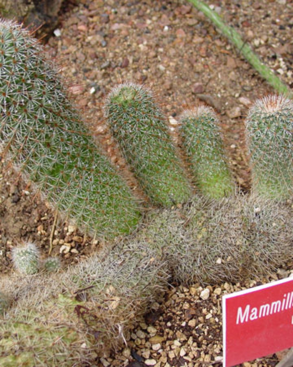 Mammillaria Meyranii