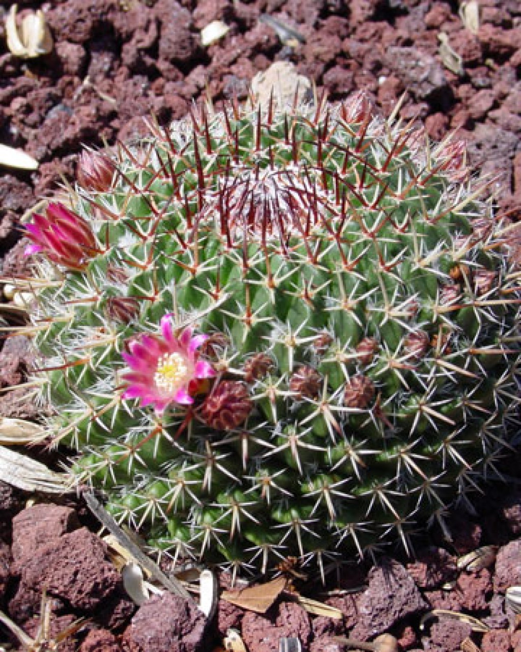 Mammillaria Mystax