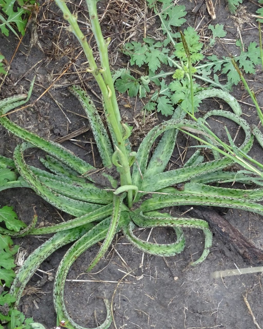 Manfreda longiflora