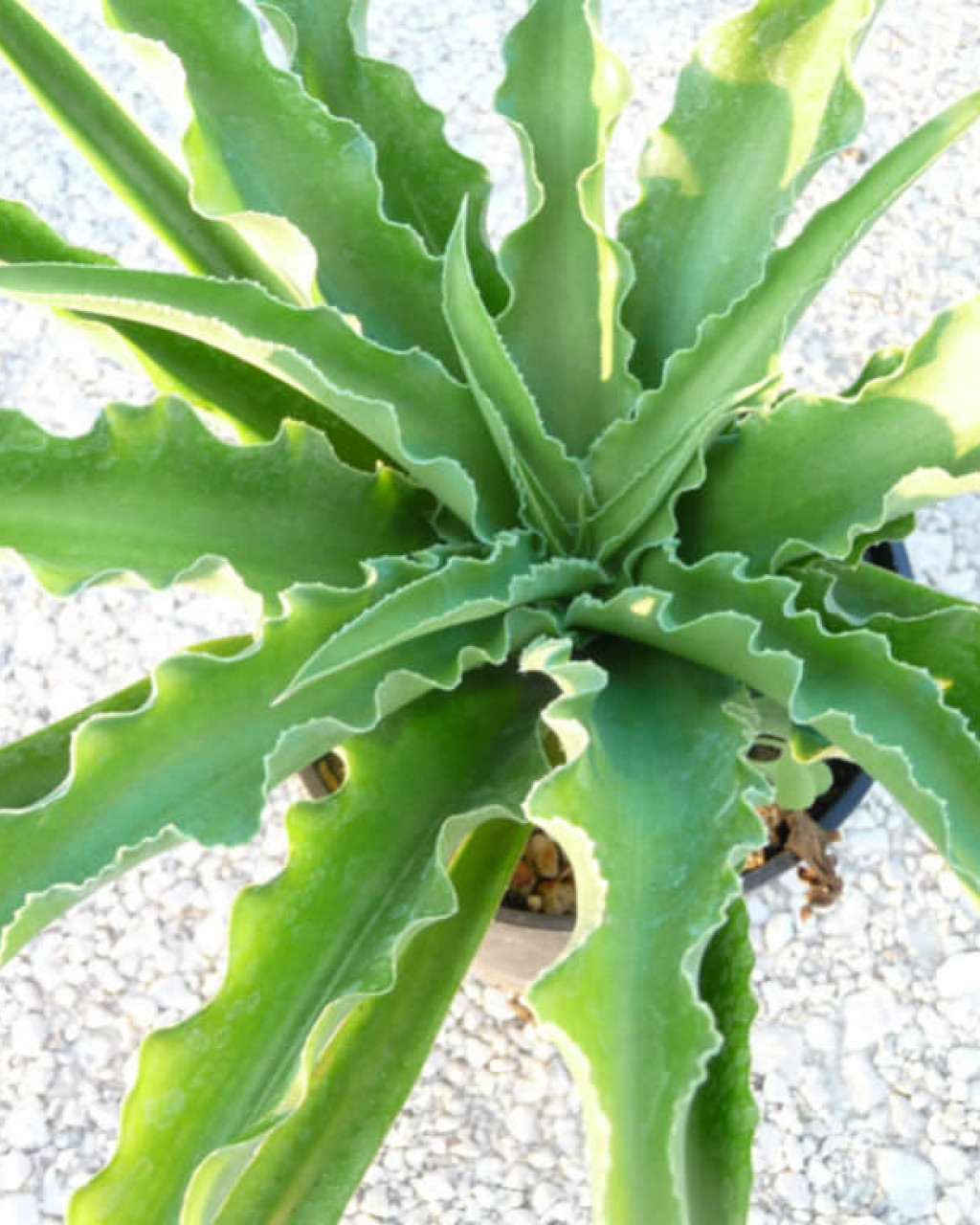 Manfreda undulata