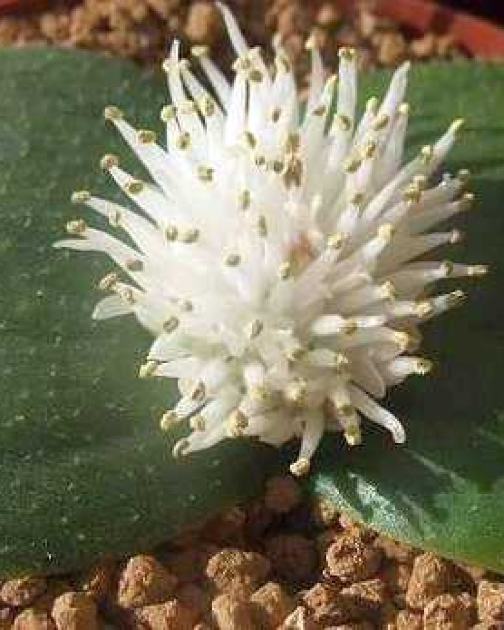 Massonia echinata