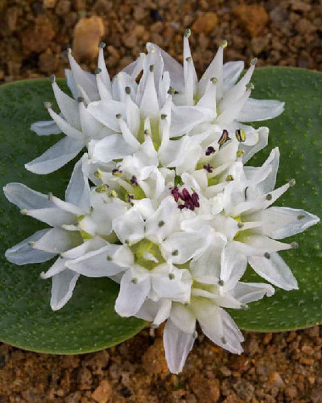 Massonia jasminiflora