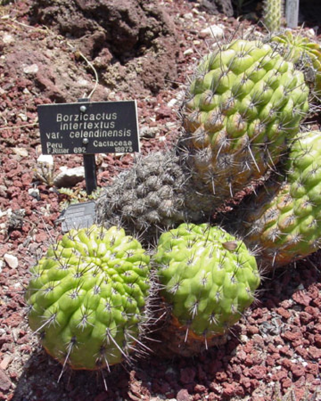 Matucana Intertexta