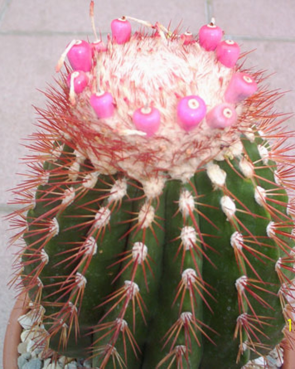 Melocactus Broadwayi