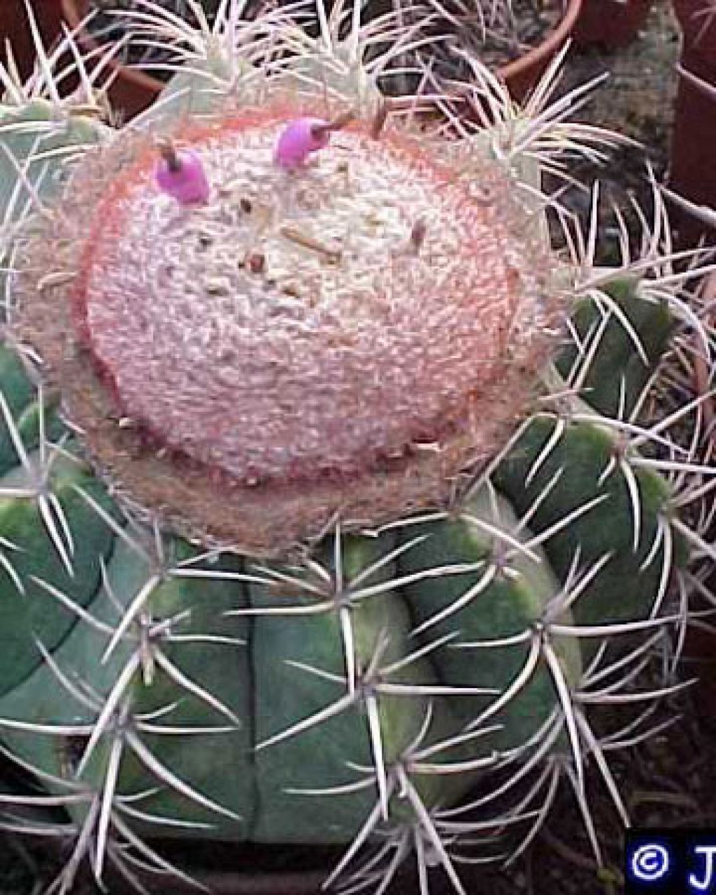 Melocactus Concinnus