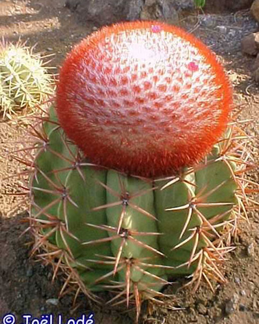 Melocactus Deinacanthus
