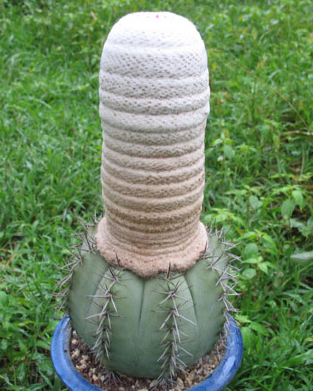 Melocactus Glaucescens