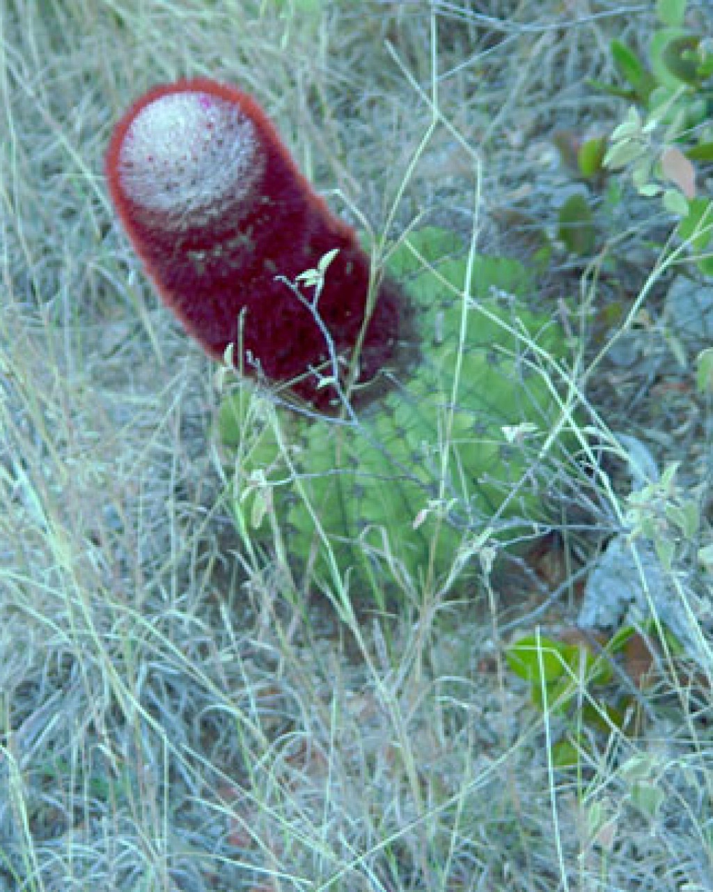 Melocactus Intortus