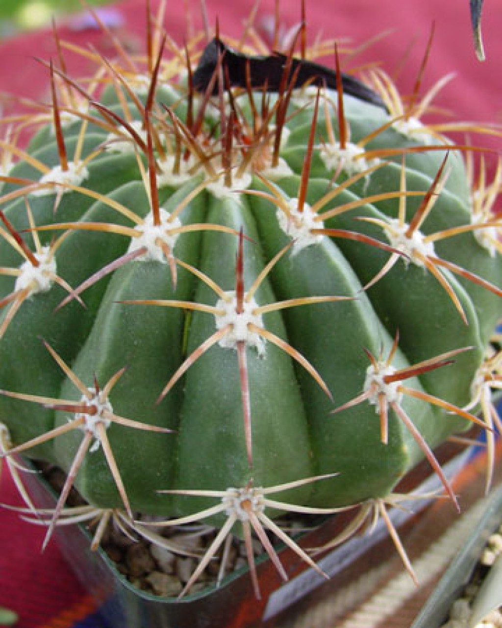 Melocactus Lemairei