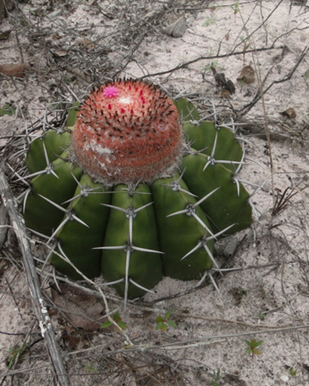 Melocactus Paucispinus