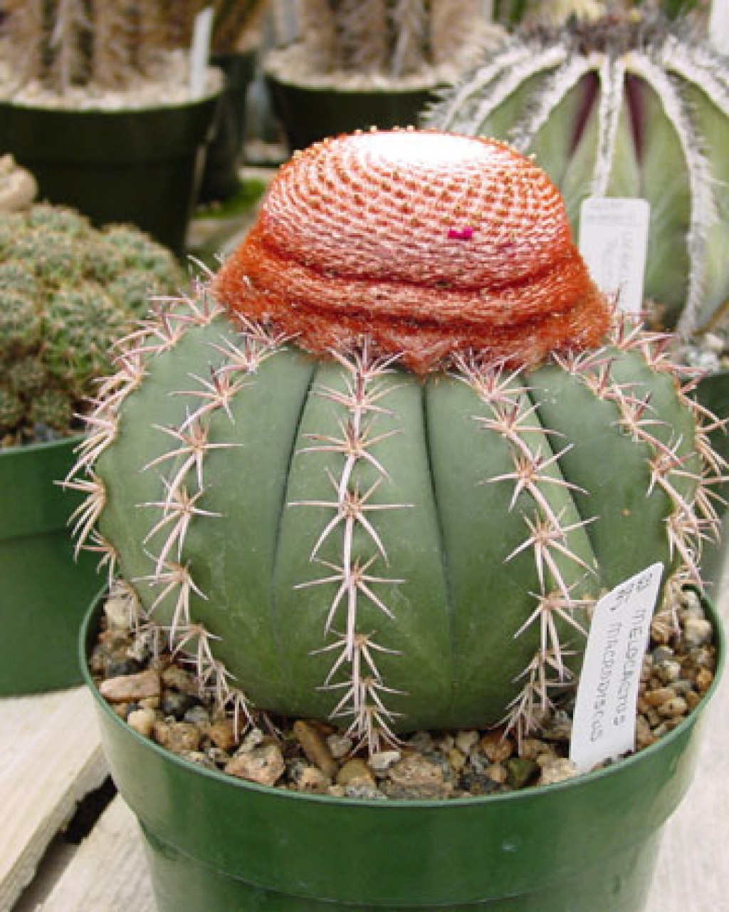 Melocactus Zehntneri