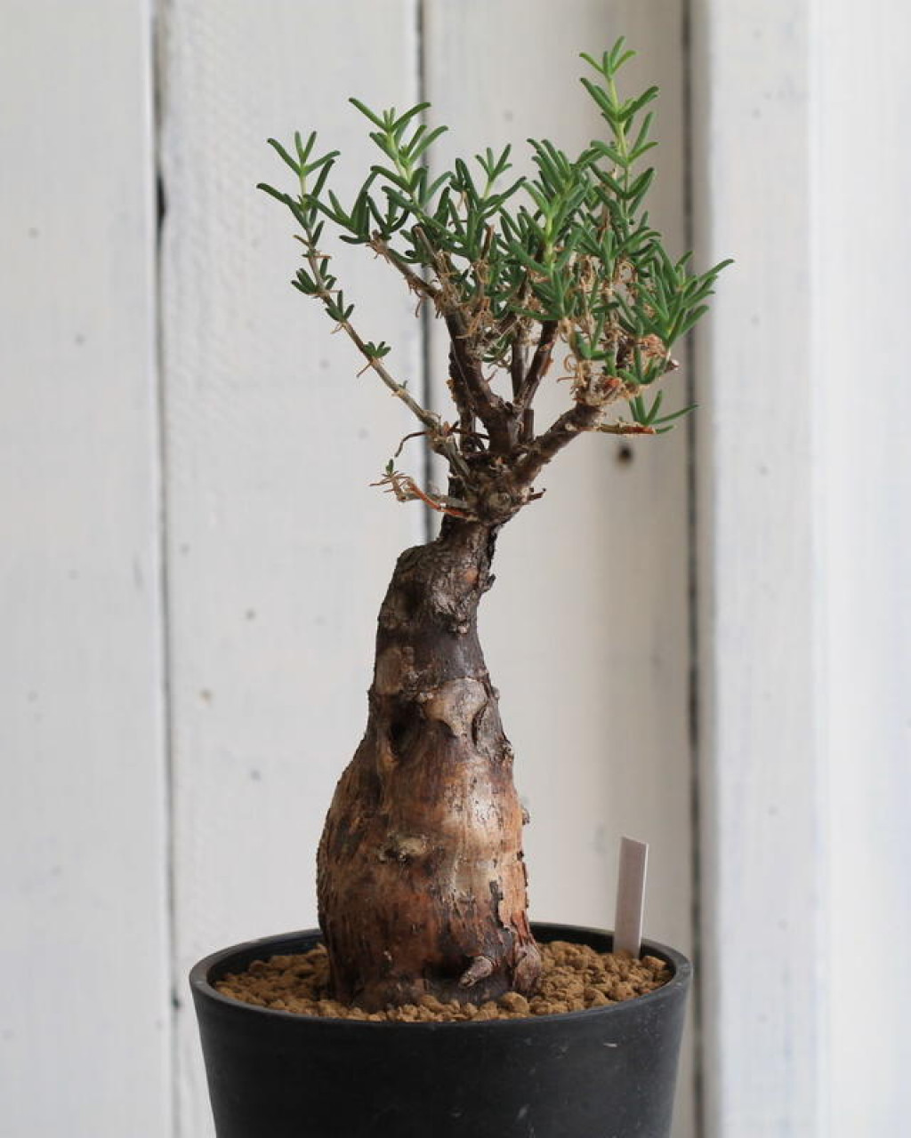 Mestoklema arboriforme