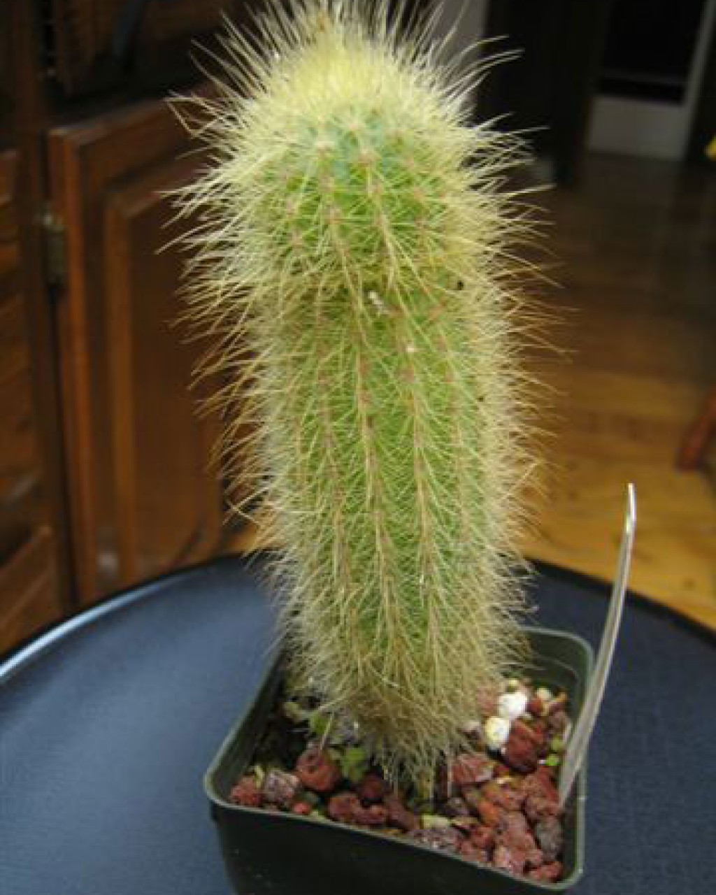 Micranthocereus Streckeri