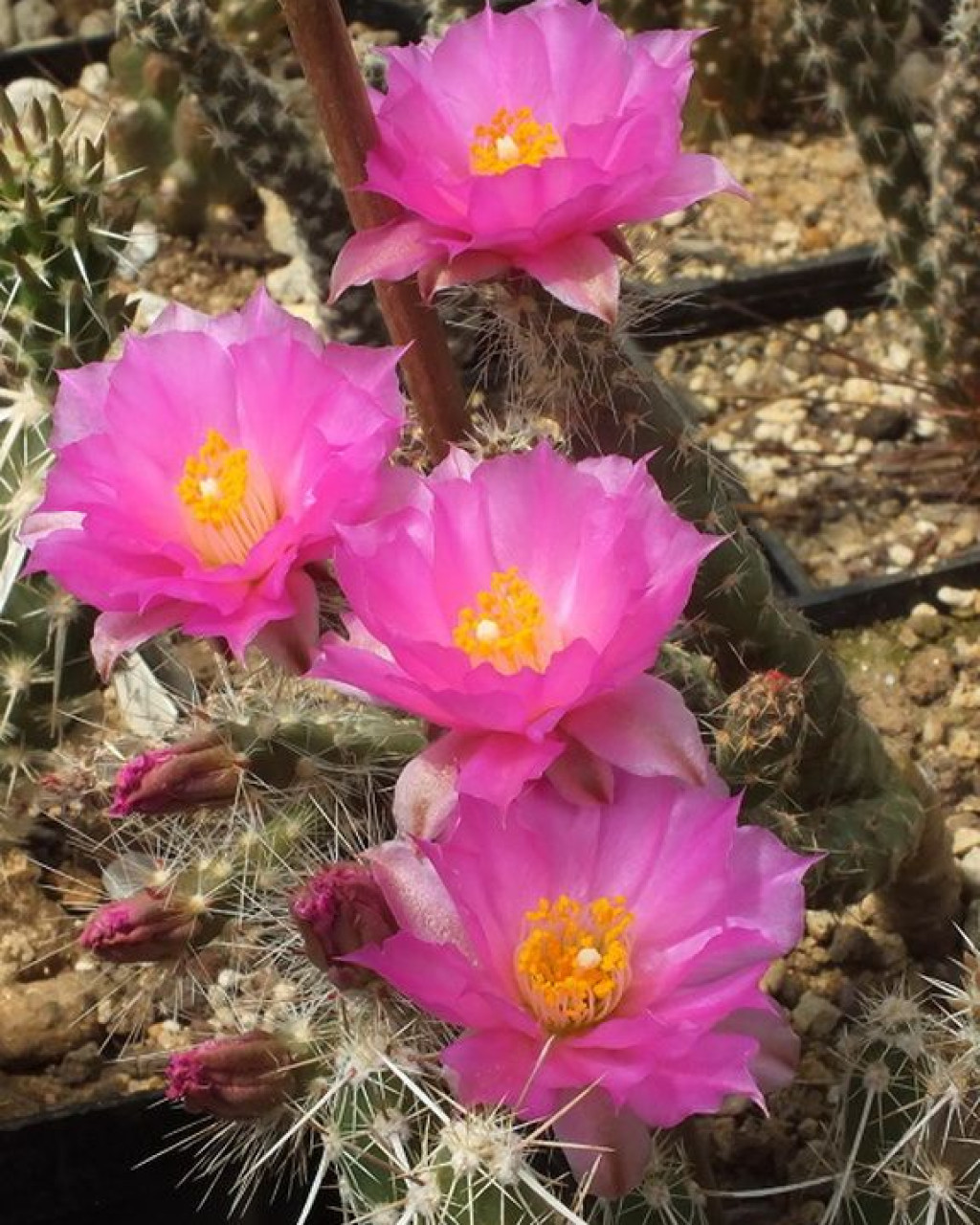 Micropuntia pulchella