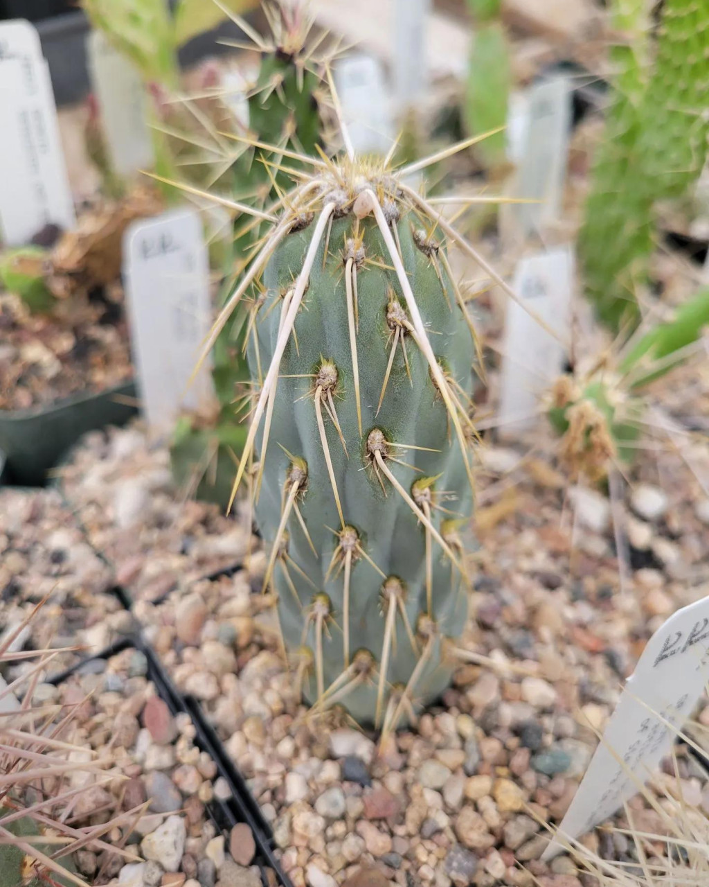 Miqueliopuntia miquelii