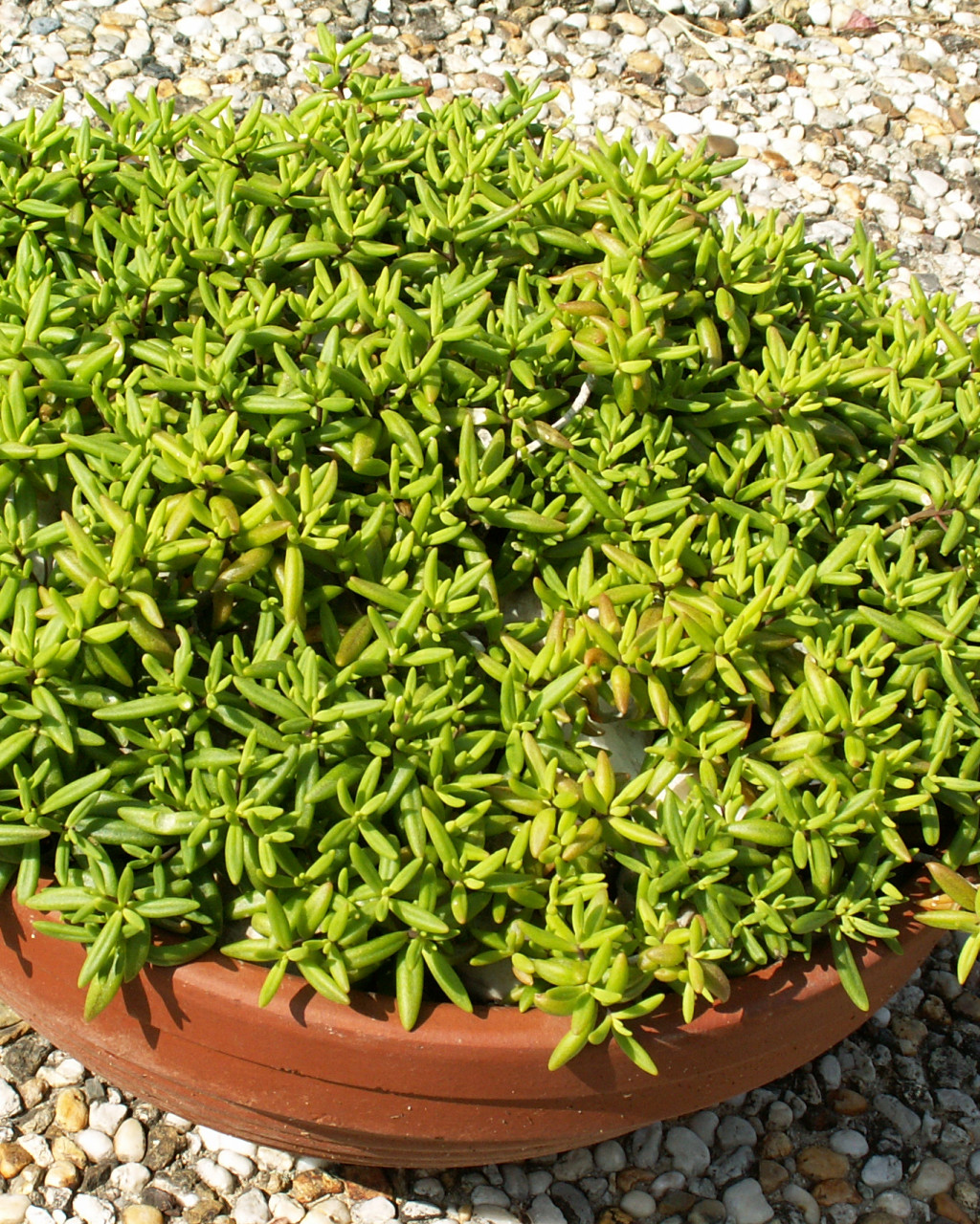 Monanthes anagensis