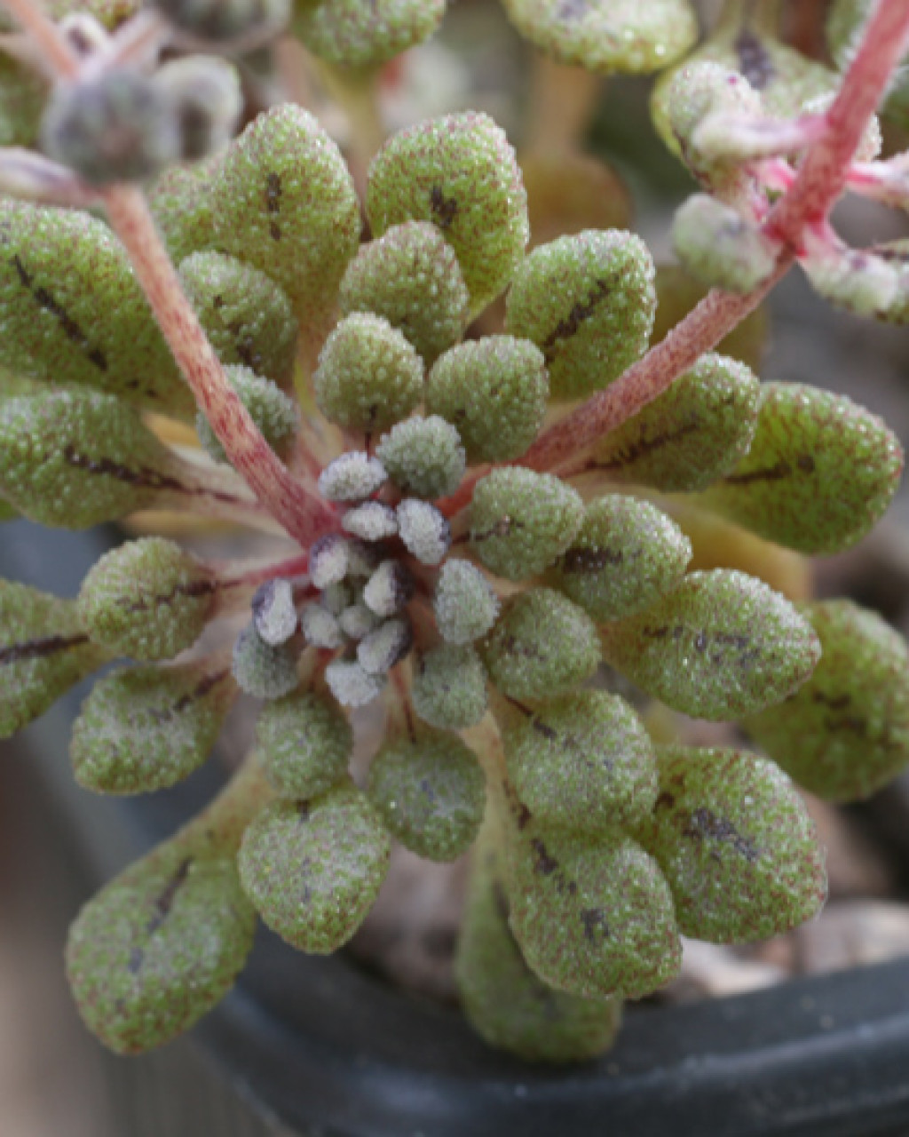 Monanthes brachycaulos