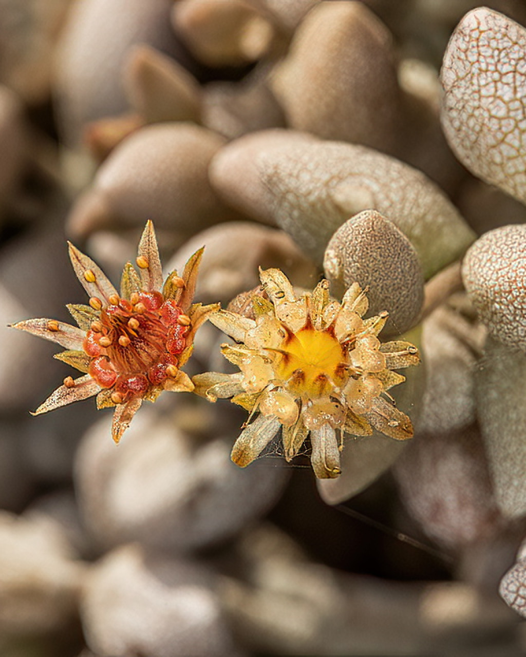 Monanthes laxiflora
