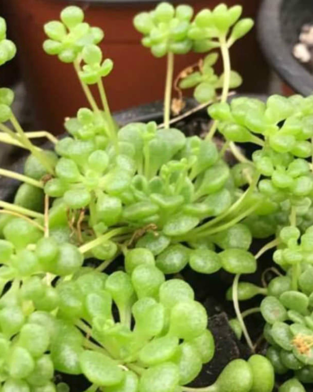Monanthes lowei