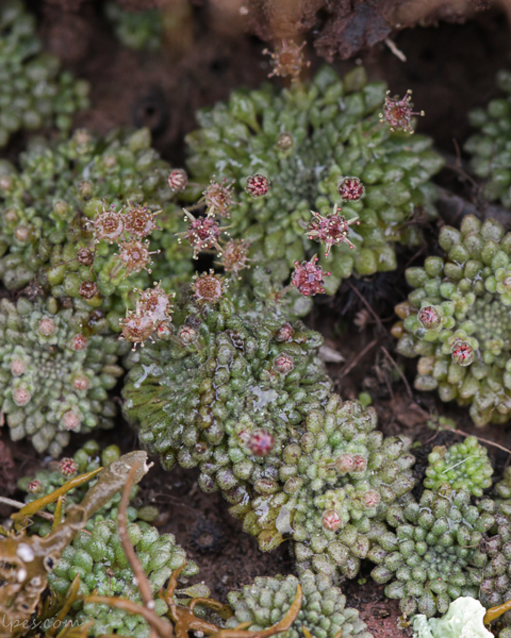Monanthes minima