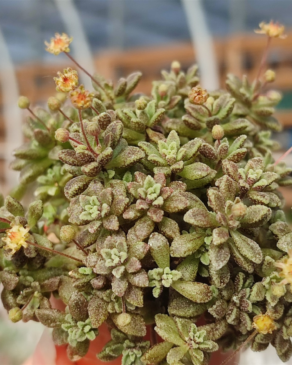 Monanthes muralis