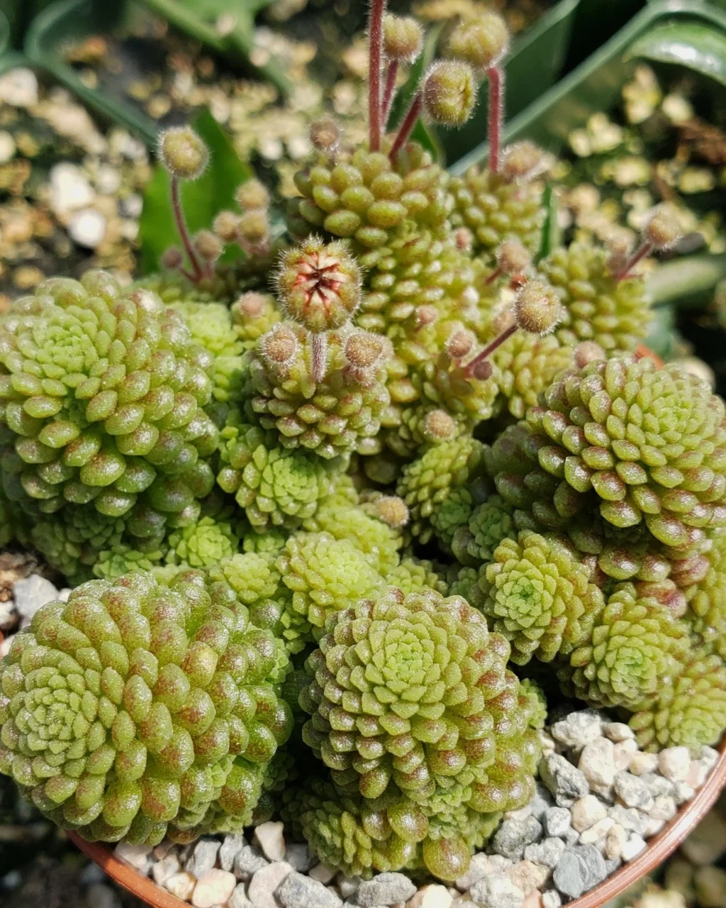 Monanthes polyphylla