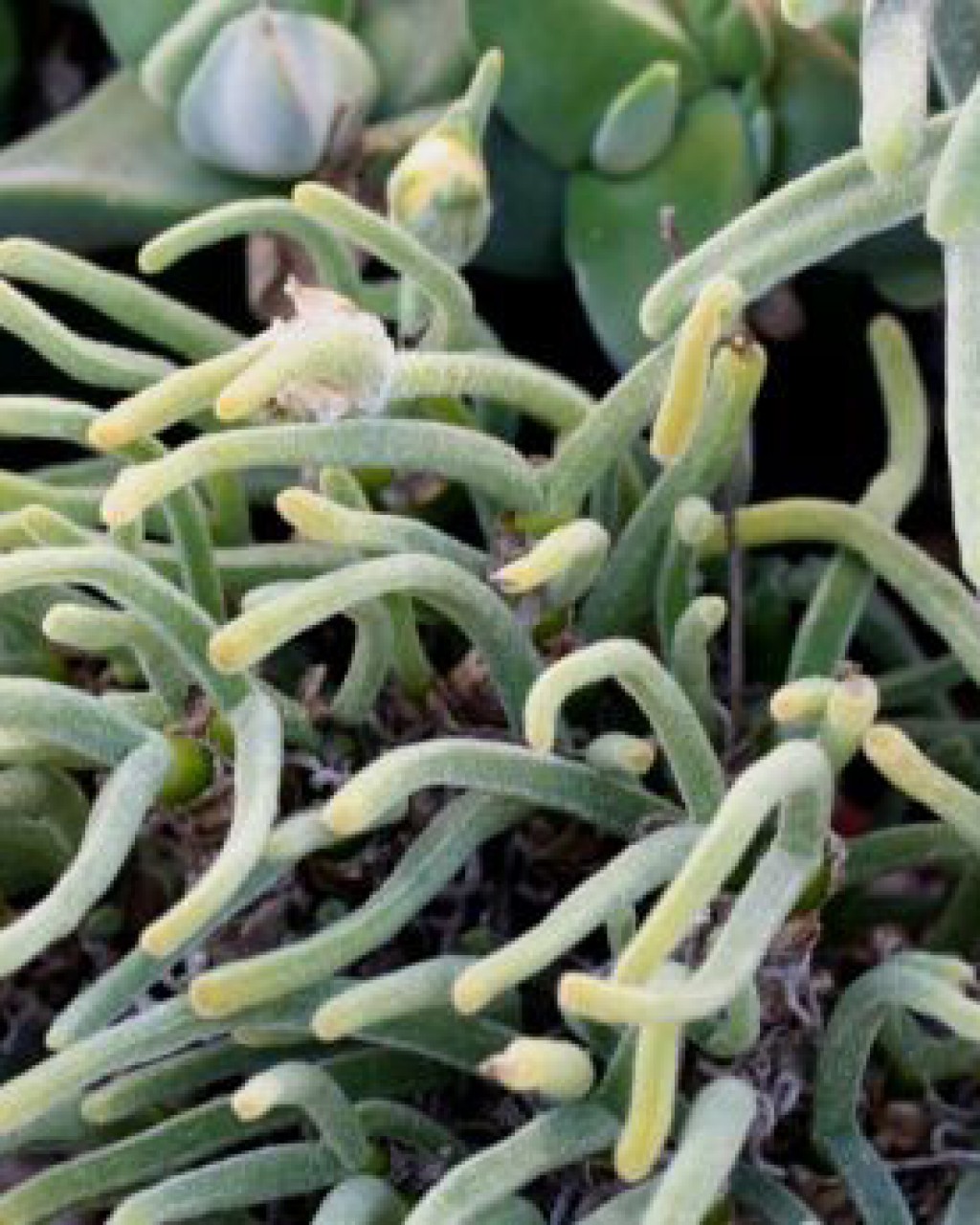 Monilaria Pisiformis