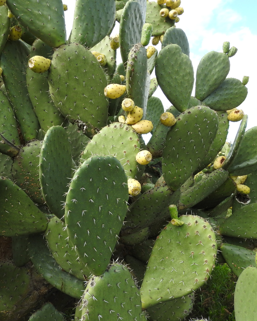 Opuntia amyclaea