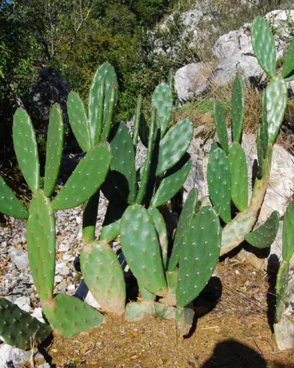 Opuntia anacantha