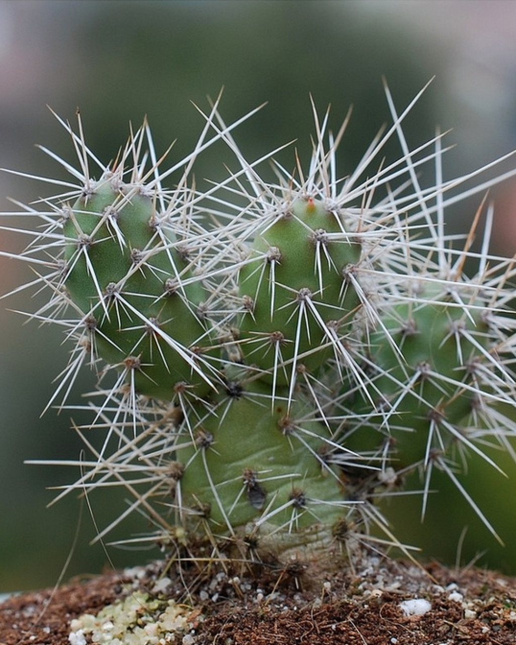Opuntia armata